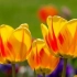 Neinfekčné choroby tulipánov